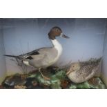 TAXIDERMY - A CASED DISPLAY OF A MALE AND FEMALE PIN TAILED DUCKS IN A NATURALISTIC SETTING, H 52