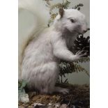 TAXIDERMY - A CASED GREY SQUIRREL, circa 2003, full mount adult holding a pine cone in a