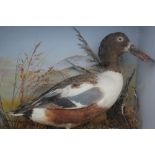 TAXIDERMY - A CASED EARLY 20TH CENTURY STUDY OF A SHOVELLER DUCK, in a naturalistic setting, H 44