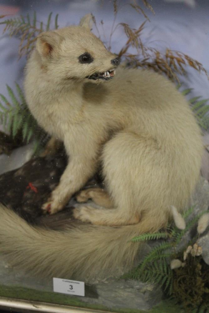 TAXIDERMY - CASED WHITE ERMINE BY HENRY SHAW, circa 1870, a full mount adult stood upon a faux