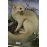TAXIDERMY - CASED WHITE ERMINE BY HENRY SHAW, circa 1870, a full mount adult stood upon a faux
