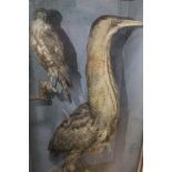 TAXIDERMY - A CASED BITTERN, circa late nineteenth century, together with a sparrow hawk ?, in a