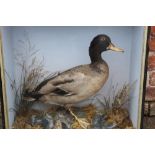 TAXIDERMY - A CASED DISPLAY OF A LARGE MALLARD DUCK IN A NATURALISTIC SETTING, H 56.5 cm, W 56 cm, D