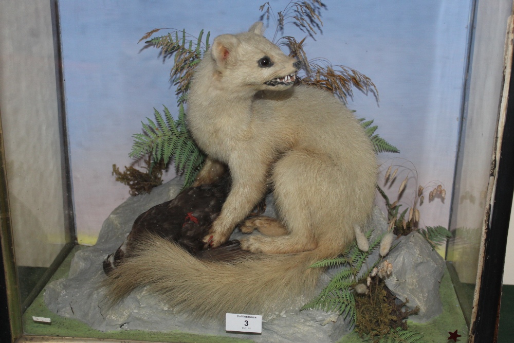 TAXIDERMY - CASED WHITE ERMINE BY HENRY SHAW, circa 1870, a full mount adult stood upon a faux - Image 2 of 3