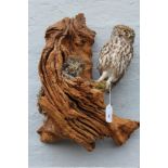 TAXIDERMY - A WALL HANGING MID 20TH CENTURY STUDY OF TWO SMALL OWLS IN A TREE, H 41 cm, W 31 cm