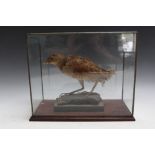 TAXIDERMY - A CASED CORNCRAKE STANDING ON A NATURALIZED ROCK, case H 24 cm