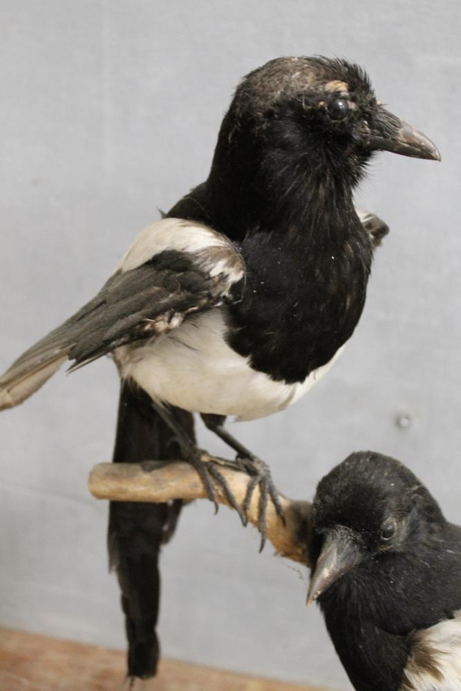 TAXIDERMY - A PAIR OF MAGPIES, on a natural wood bark mount, on a circular wooden plinth with stones - Image 2 of 4