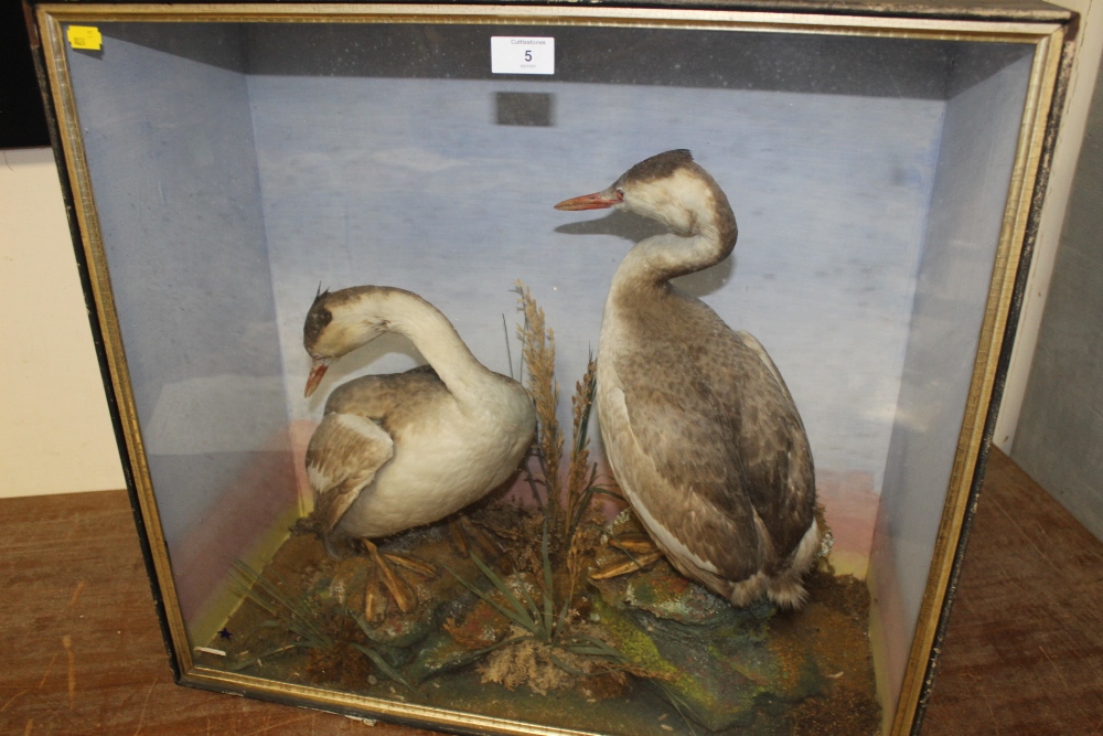 TAXIDERMY - A CASED PAIR OF GREBES, circa late nineteenth century, full mount adults stood upon faux - Image 3 of 3