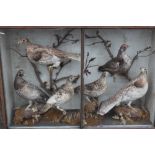 TAXIDERMY - A 19TH CENTURY CASE DIORAMA OF FIVE GROUSE, entitled 'Ruff'd and Spotted Grouse From