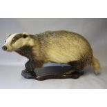 TAXIDERMY - A MODEL OF A BADGER BY J CREWDSON, raised on a shaped wooden plinth, approx. L 70 cm,