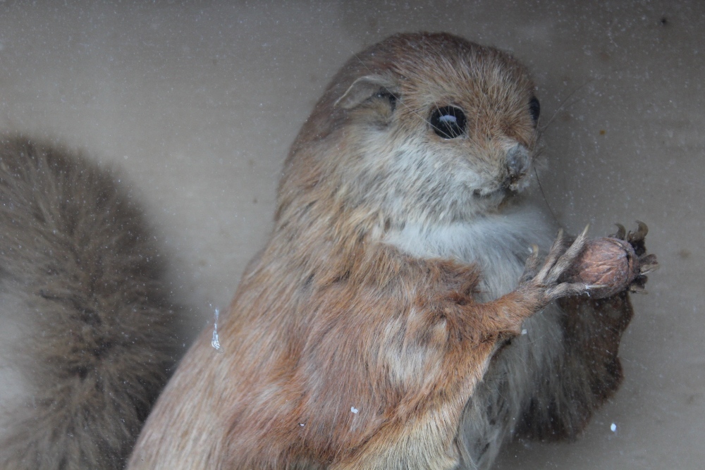 TAXIDERMY - A CASED EARLY 20TH CENTURY STUDY OF A LARGE RED SQUIRREL TYPE ANIMAL, possibly a - Image 3 of 4