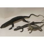 TAXIDERMY - AN EARLY TWENTIETH CENTURY MONITOR LIZARD, 107 cm, together with two further examples,