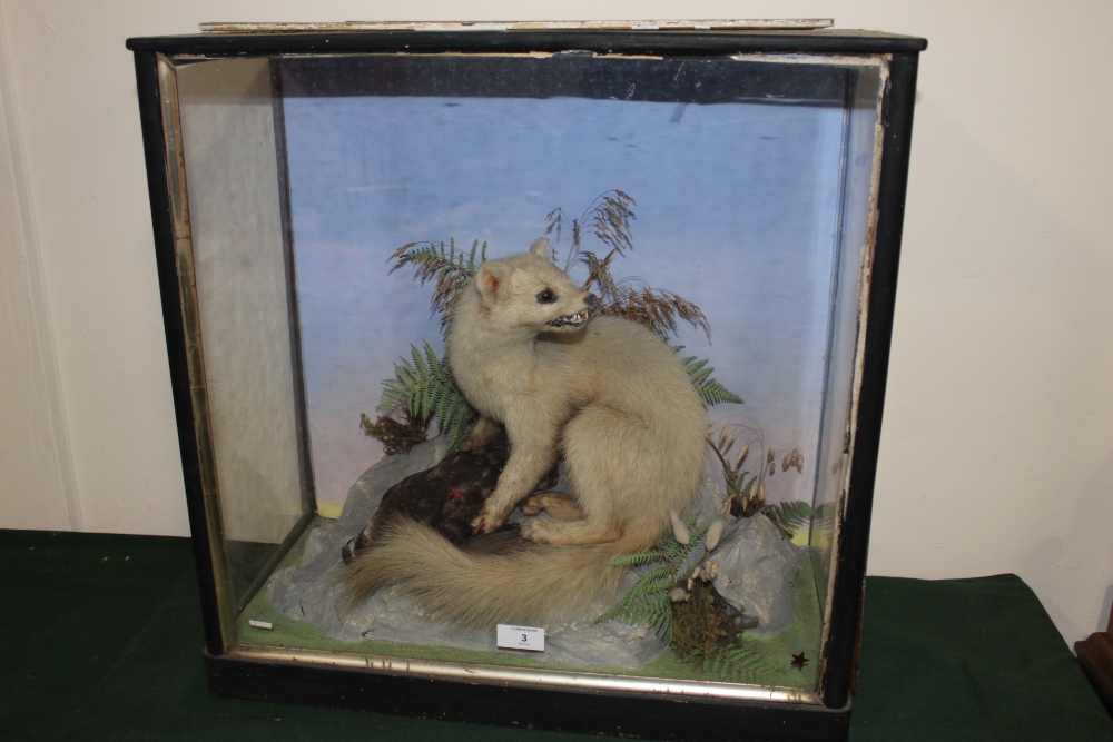 TAXIDERMY - CASED WHITE ERMINE BY HENRY SHAW, circa 1870, a full mount adult stood upon a faux - Image 3 of 3