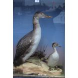 TAXIDERMY - A 19TH CENTURY CASED STUDY OF A LARGE SEA BIRD AND CHICK, in a shoreline setting, H 78