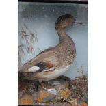 TAXIDERMY - A CASED DISPLAY OF A BROWN AND WHITE DUCK ON A ROCK IN A NATURALISTIC SETTING, H 43