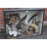 TAXIDERMY - A LATE 19TH / EARLY 20TH CENTURY CASED DIORAMA OF FIVE ASSORTED BIRDS ETC, to include