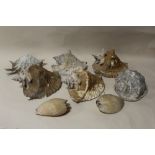 A COLLECTION OF LARGE ANTIQUE AND VINTAGE SEA SHELLS, largest approx 30 x 20 cm (8)