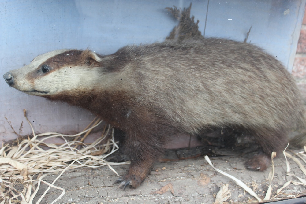 TAXIDERMY - A LATE 19TH / EARLY 20TH CENTURY STUDY OF A BADGER ON A NATURALISTIC BASE, W 74 cm, H