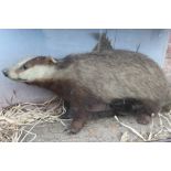 TAXIDERMY - A LATE 19TH / EARLY 20TH CENTURY STUDY OF A BADGER ON A NATURALISTIC BASE, W 74 cm, H