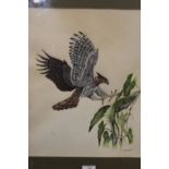 A FRAMED AND GLAZED MIXED MEDIA OF A BIRD OF PREY ABOUT TO CATCH A LIZARD, SIGNED A.COOPER '78 LOWER