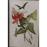 A FRAMED AND GLAZED MIXED MEDIA OF HUMMING BIRDS, SIGNED A.COOPER '79 LOWER RIGHT, OVERALL HEIGHT 74