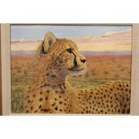 LINDEN S COOKE (b.1961).A FRAMED OIL ON PANEL OF A YOUNG CHEETAH, INITIALED LSC LOWER LEFT,