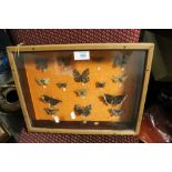A GLAZED BUTTERFLY WING DISPLAY