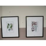 A PAIR OF MODERN FRAMED FLORAL PRINTS 60 X 50 cm (2)