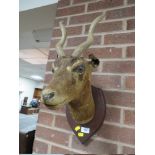 TAXIDERMY - A MOUNTED ANTELOPE