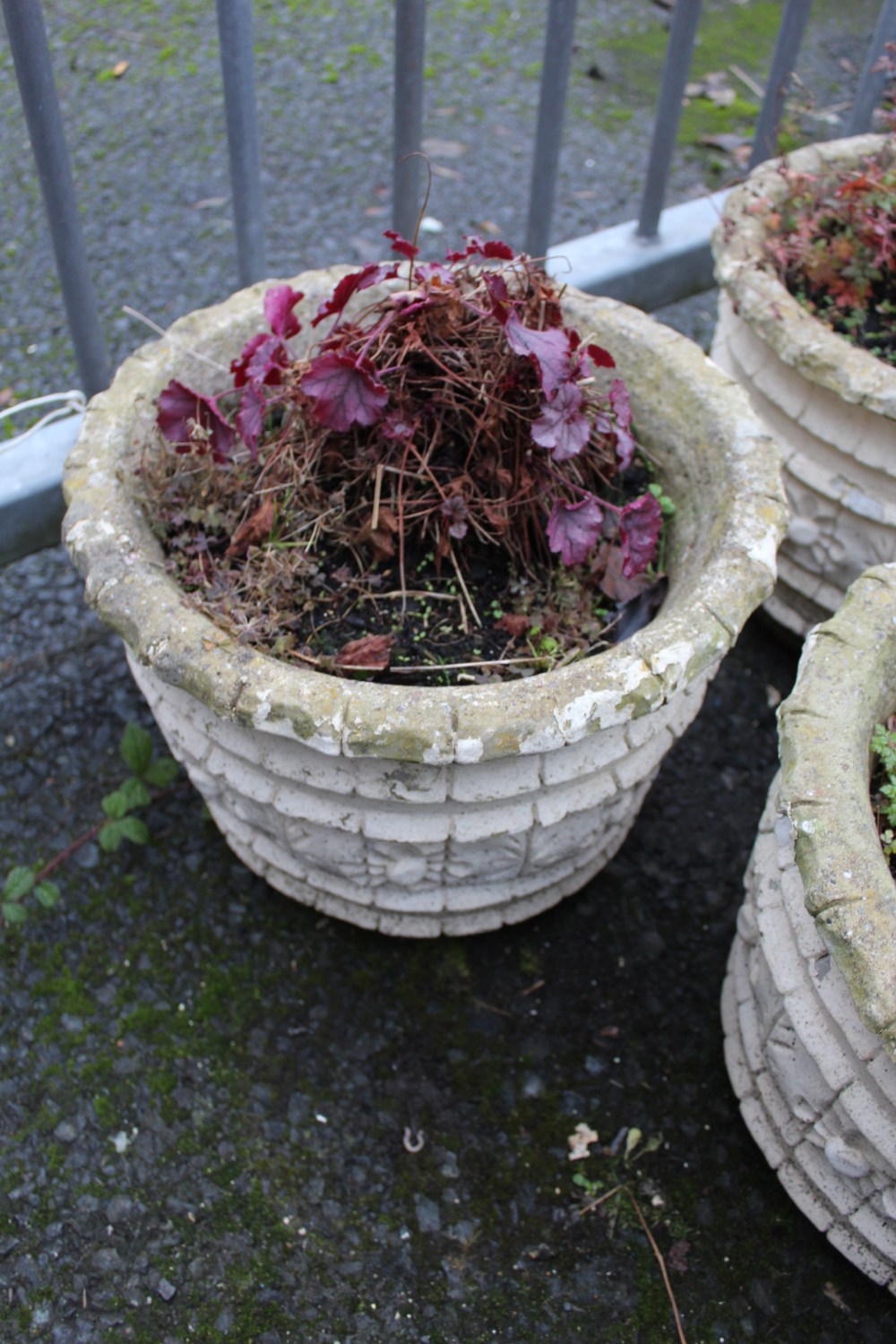 THREE MATCHING CIRCULAR PLANTERS PLUS CONTENTS H- 31 CM - Image 2 of 4