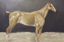 (XX). A study of a racehorse. Unsigned, oil on canvas, unframed, 50 x 61 cm