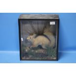 A TAXIDERMY SQUIRREL