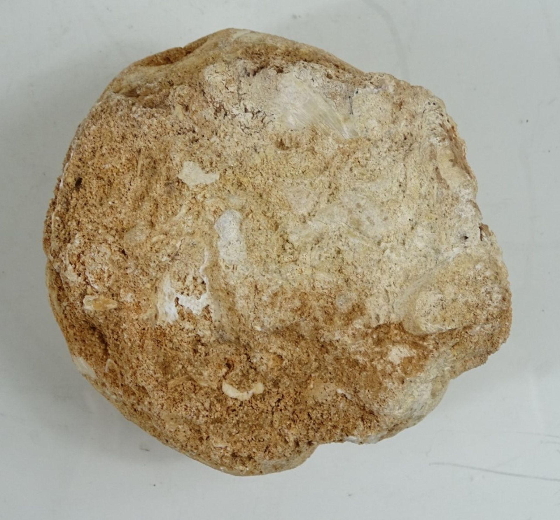 Fossiler Seeigel, Miozän, ca. 10 x 11 x 6 cm - Bild 3 aus 4