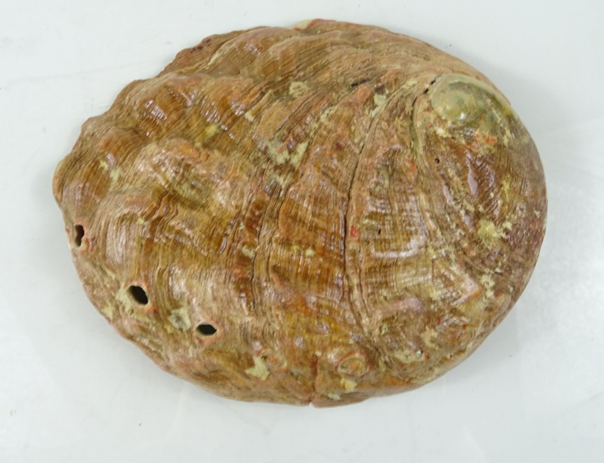 Abalone-Schale, ca. 15,5 x 19,5 cm, leichte Beschädigungen an den Rändern - Bild 5 aus 5