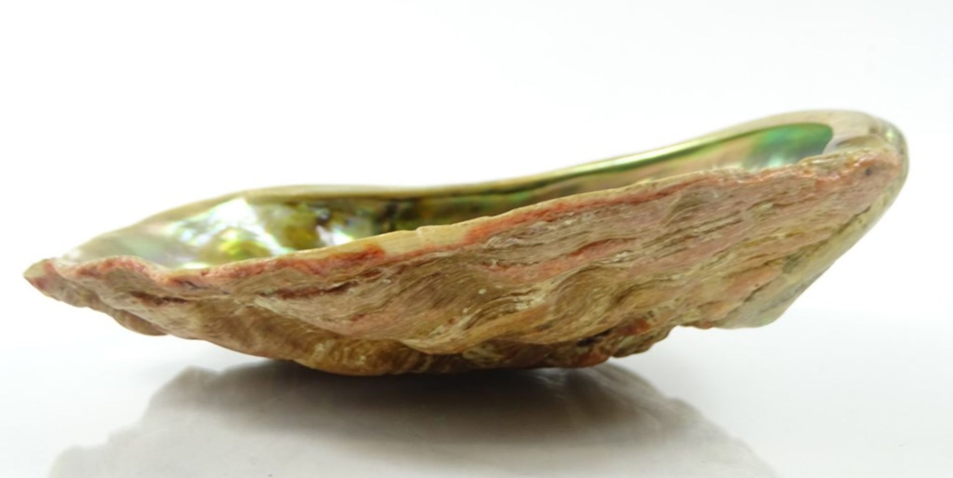 Abalone-Schale, ca. 15,5 x 19,5 cm, leichte Beschädigungen an den Rändern - Bild 2 aus 5