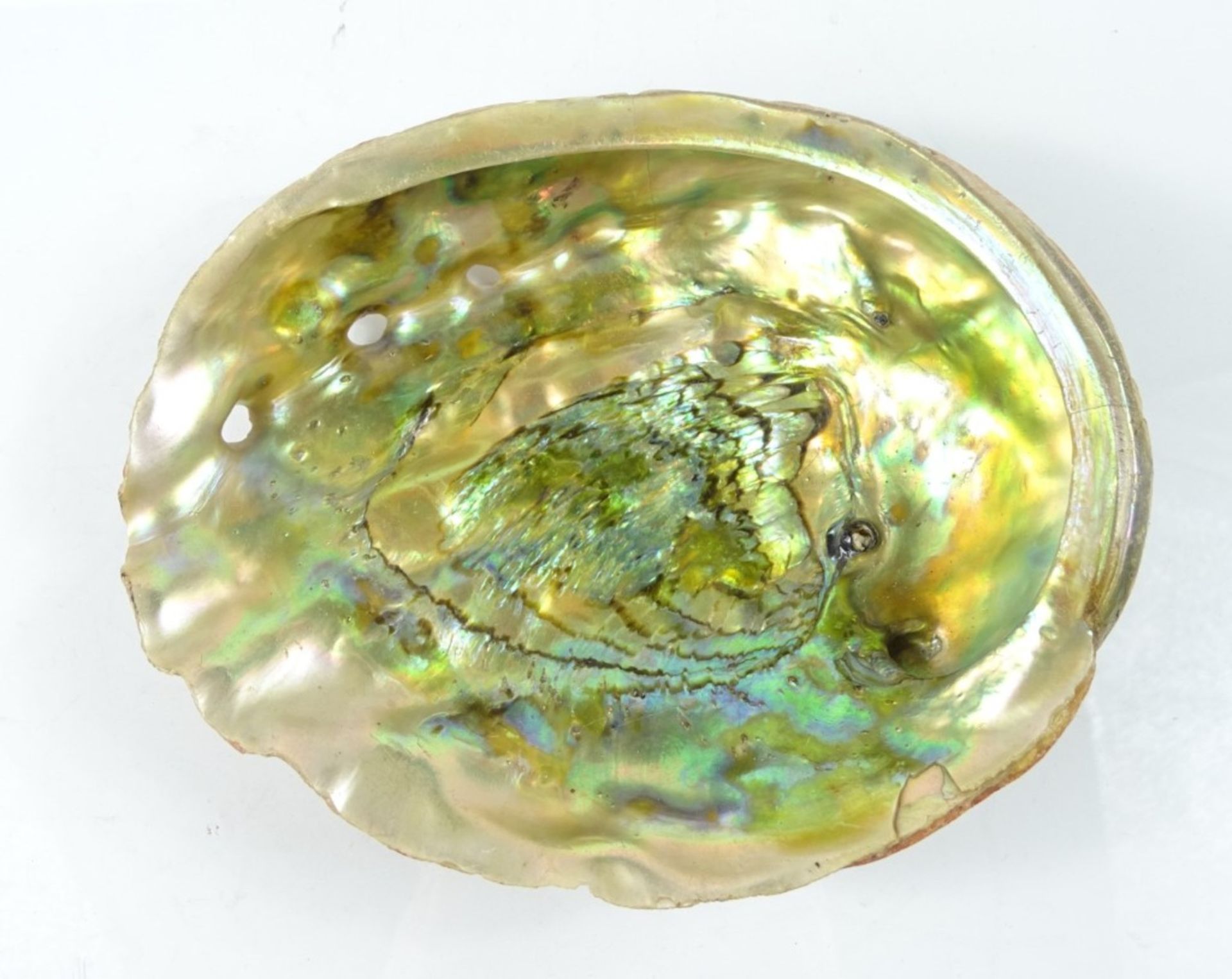 Abalone-Schale, ca. 15,5 x 19,5 cm, leichte Beschädigungen an den Rändern