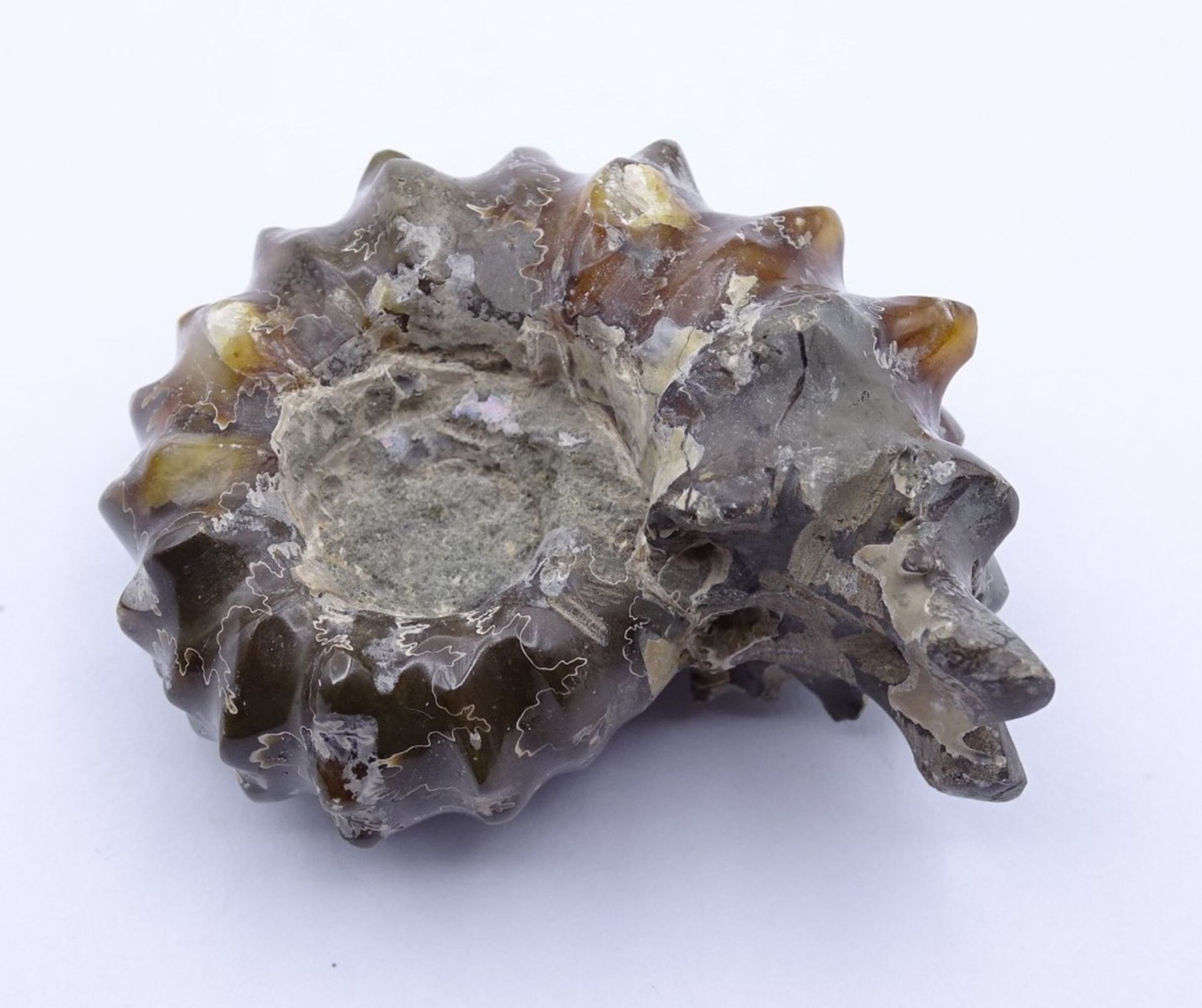 Ammonit - Madagaskar, d-5cm,60gr. - Bild 3 aus 4