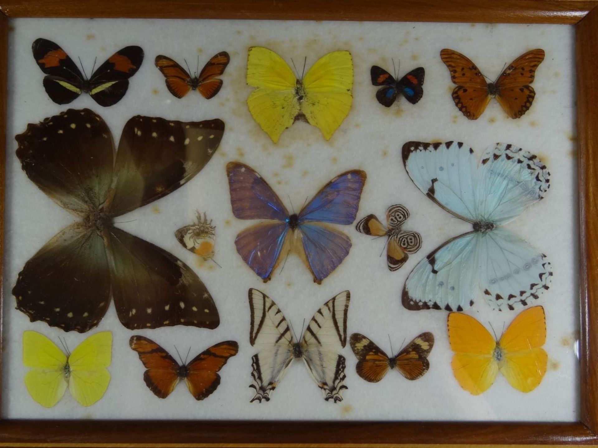 3 Displays mit präparierten Schmetterlingen, 2x rund, D-13 cm, und eckig 27x37 cm - Image 2 of 4