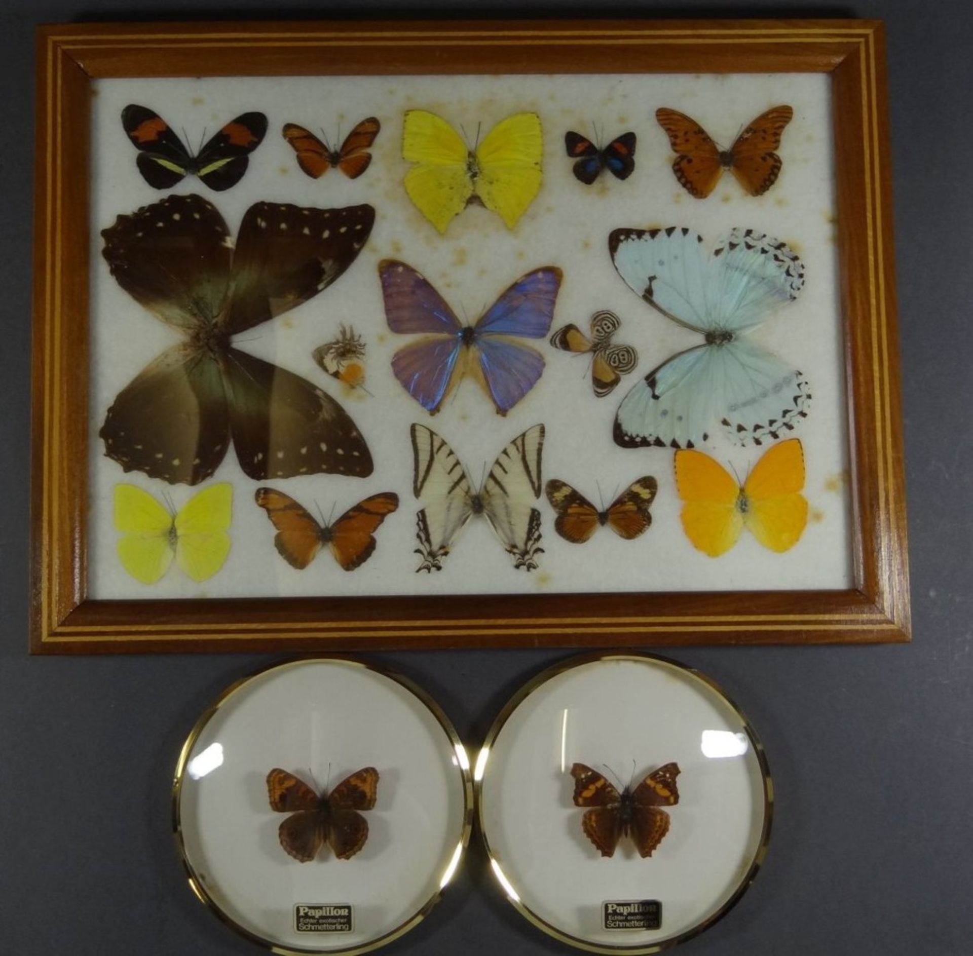 3 Displays mit präparierten Schmetterlingen, 2x rund, D-13 cm, und eckig 27x37 cm