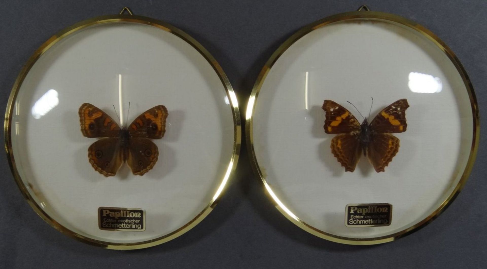 3 Displays mit präparierten Schmetterlingen, 2x rund, D-13 cm, und eckig 27x37 cm - Image 3 of 4