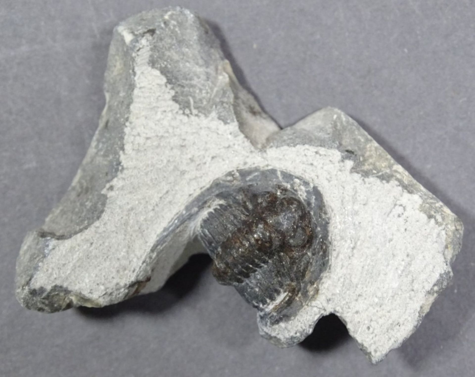 Trilobit, 36 gr., ca. 4x5 cm