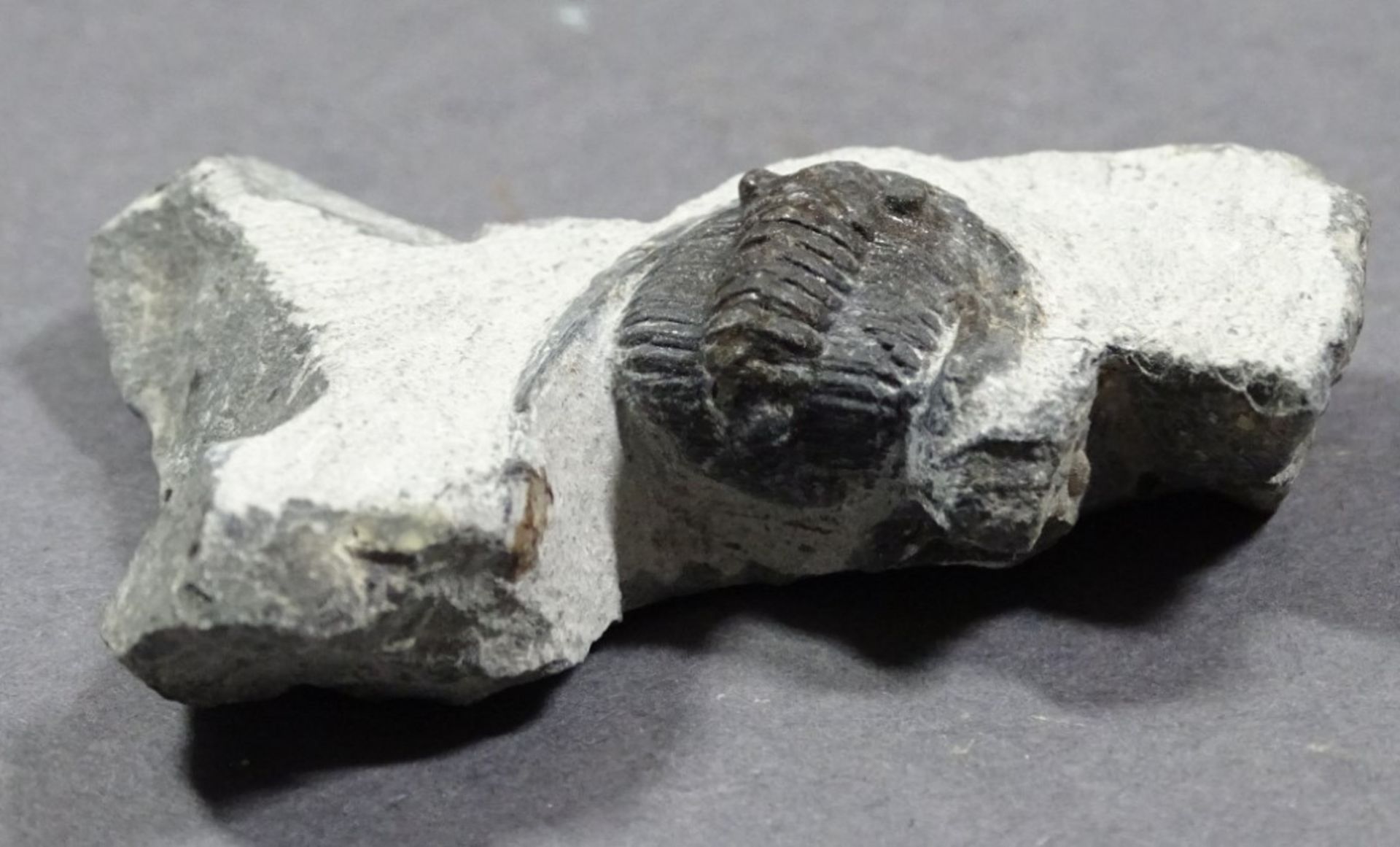 Trilobit, 36 gr., ca. 4x5 cm - Bild 3 aus 3