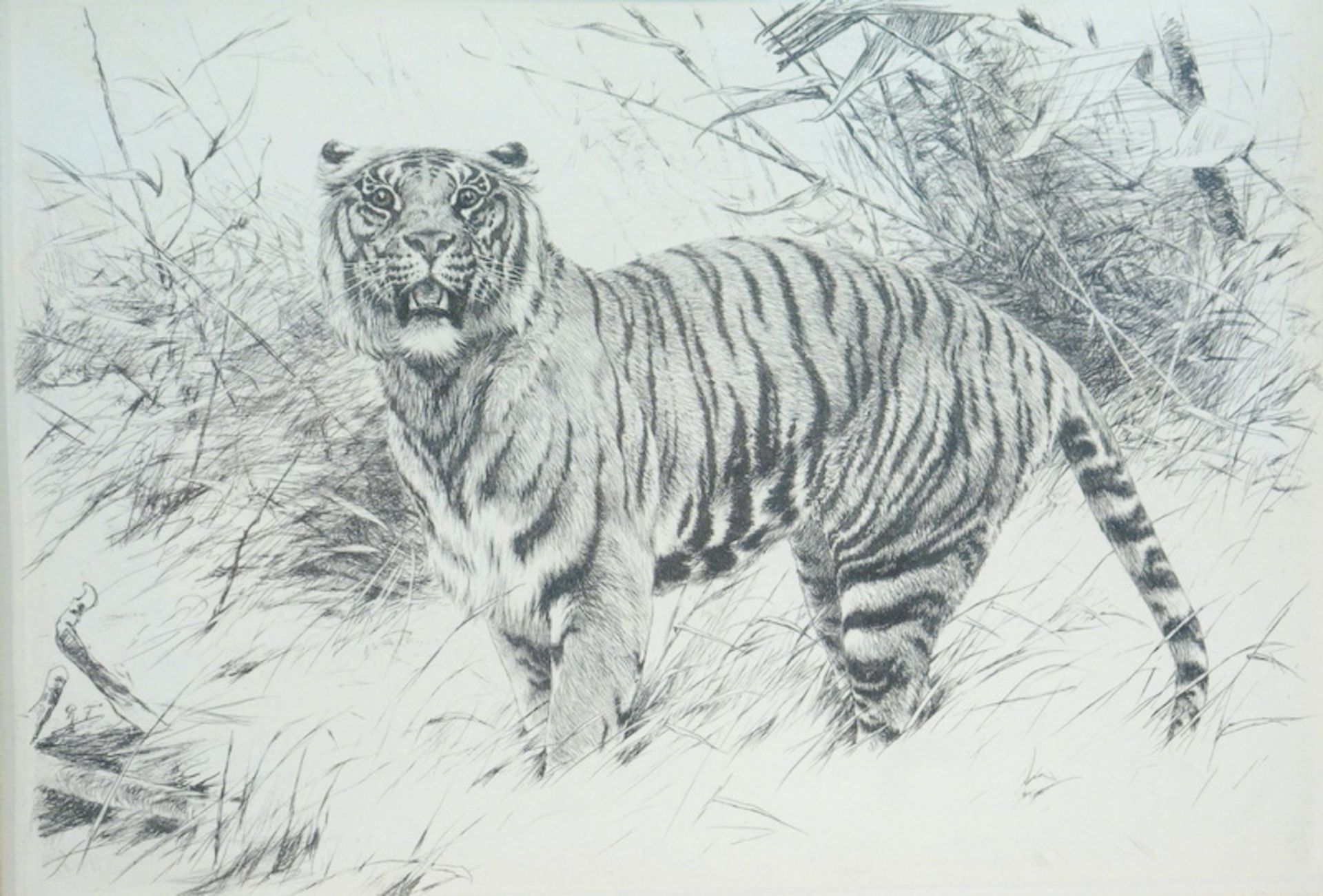 Friese, Richard (1886-1935): Tiger,Radierung, unten links in der Platte monogrammiert R.F,