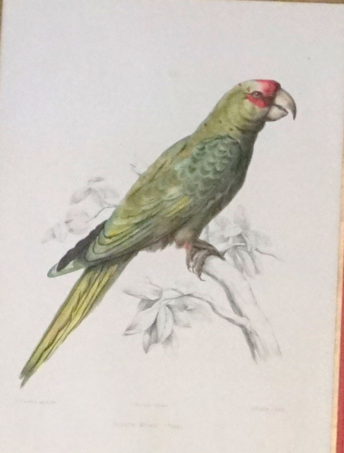 Bertrand, Paul: Sieben kolorierte Lithographien aus "Die Papageien " 1832-34 - Bild 2 aus 2