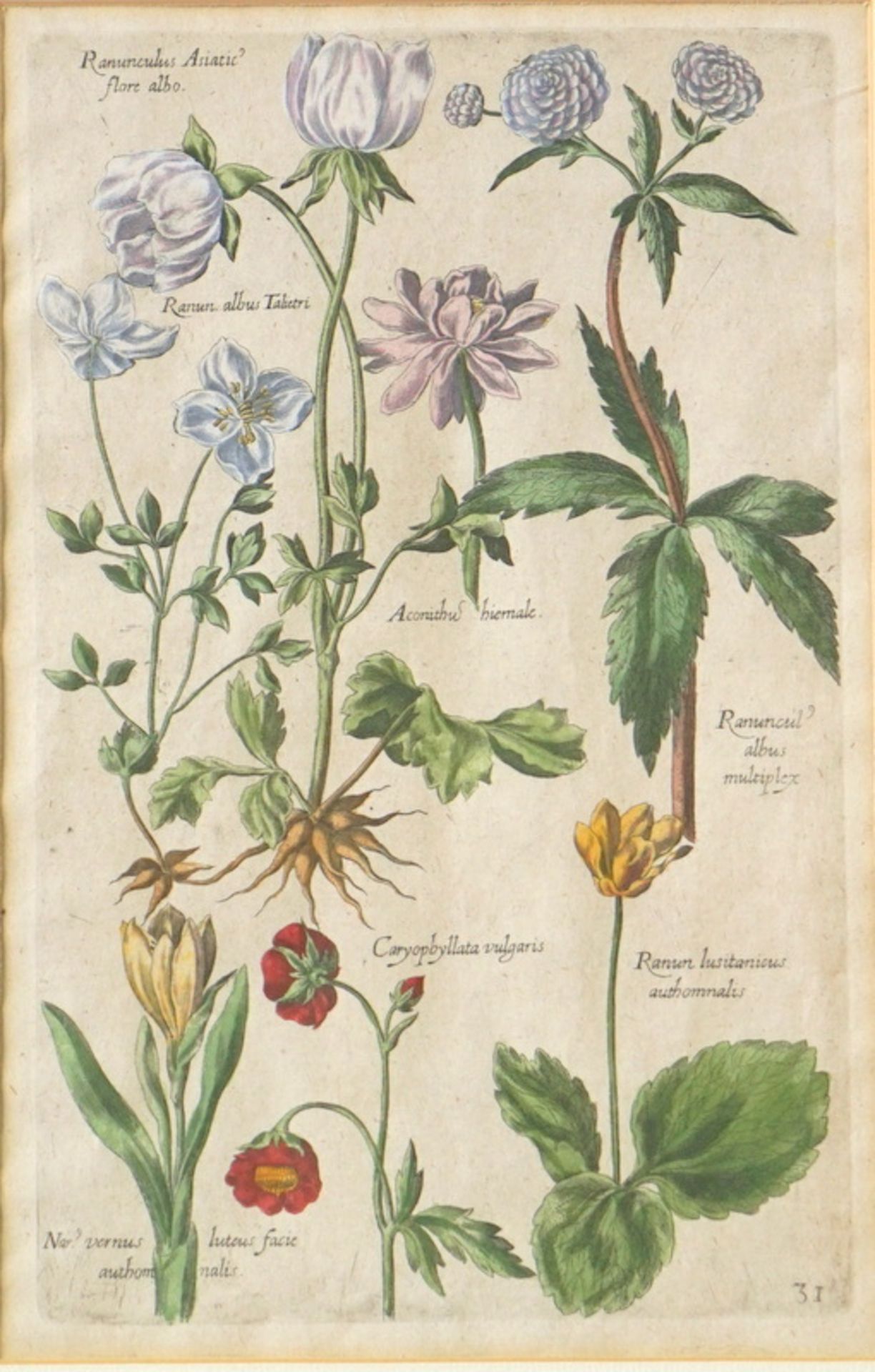 Sammlung antike Graphiken aus der Botanik "Anemone" etc. - Image 5 of 5