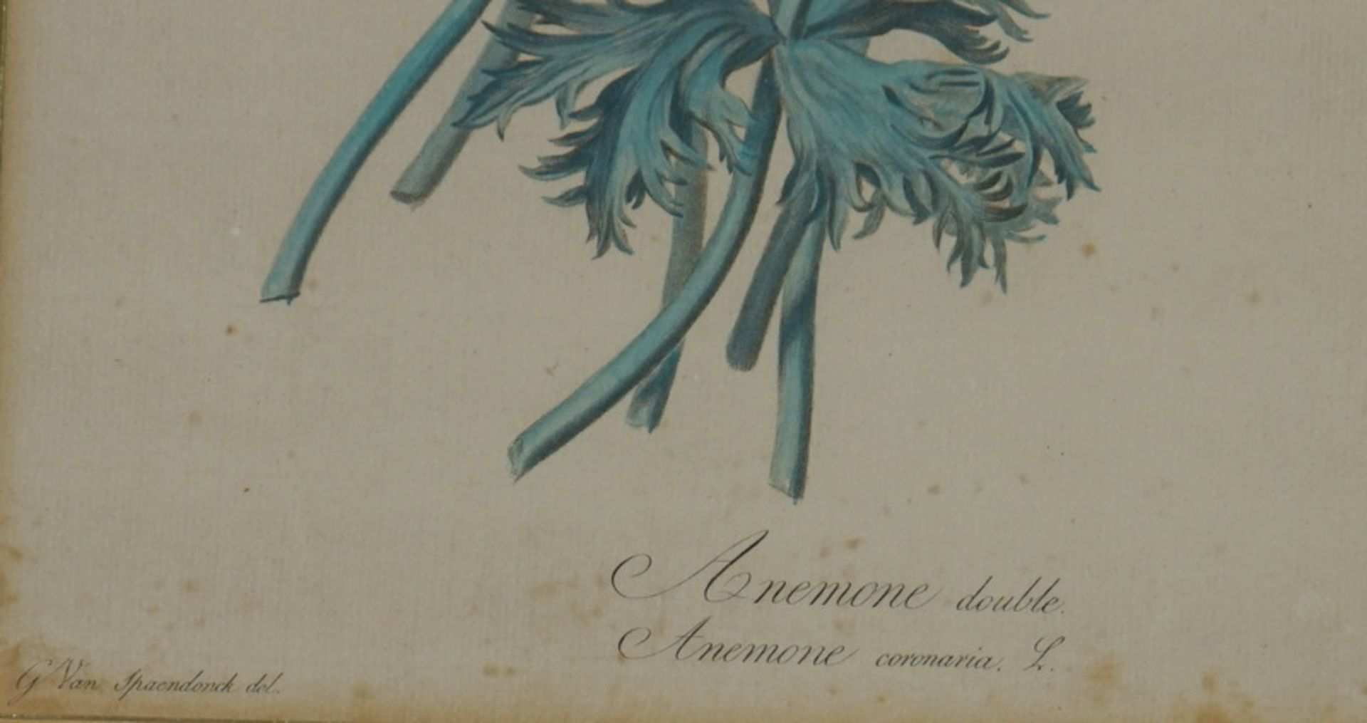 Sammlung antike Graphiken aus der Botanik "Anemone" etc. - Image 3 of 5