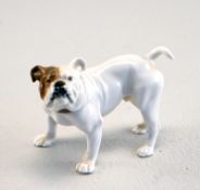 Königl. Meissen: französische Buldogge, Model Nr. 128, Entw. Eric Hoesel