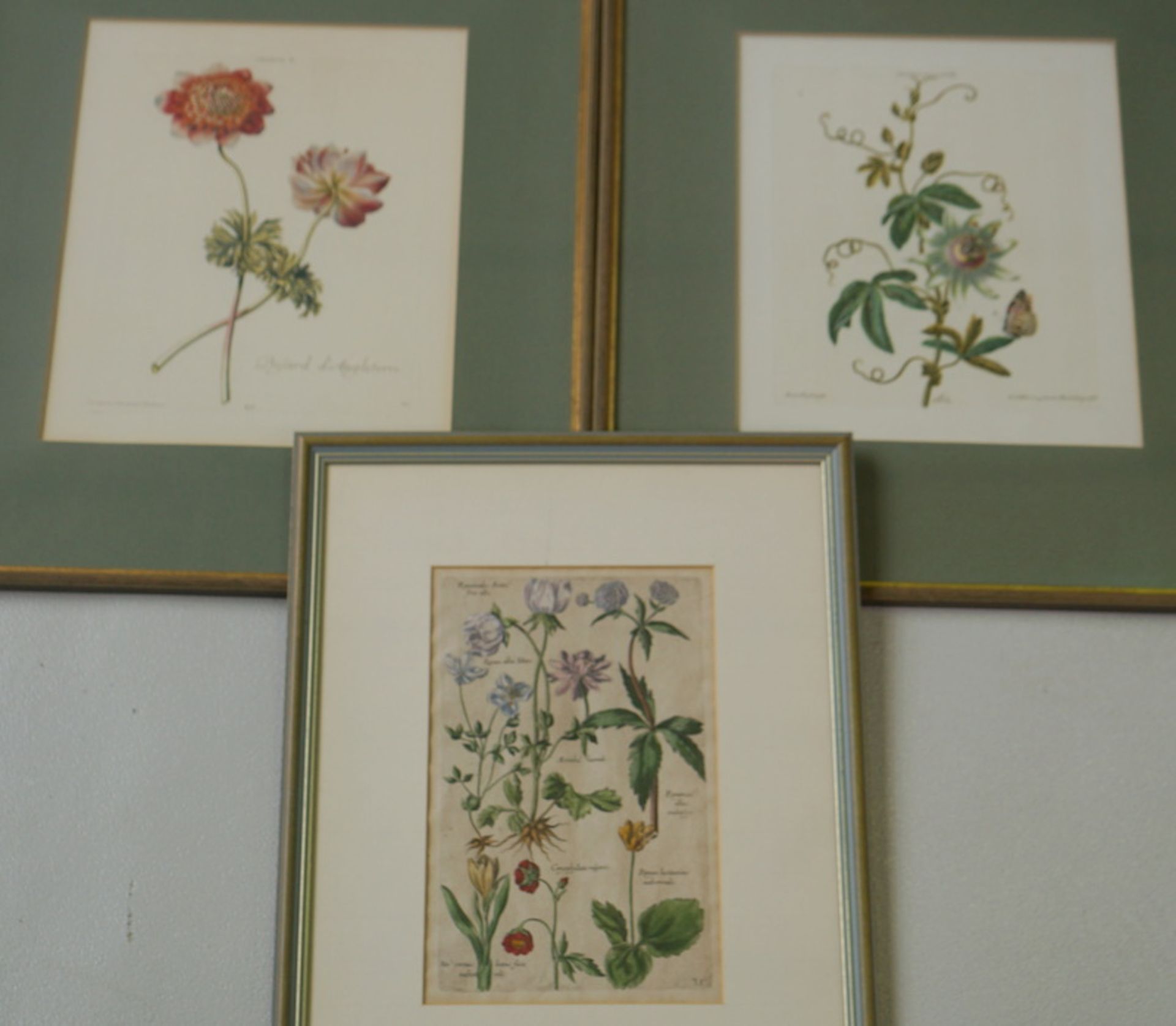 Sammlung antike Graphiken aus der Botanik "Anemone" etc. - Image 4 of 5