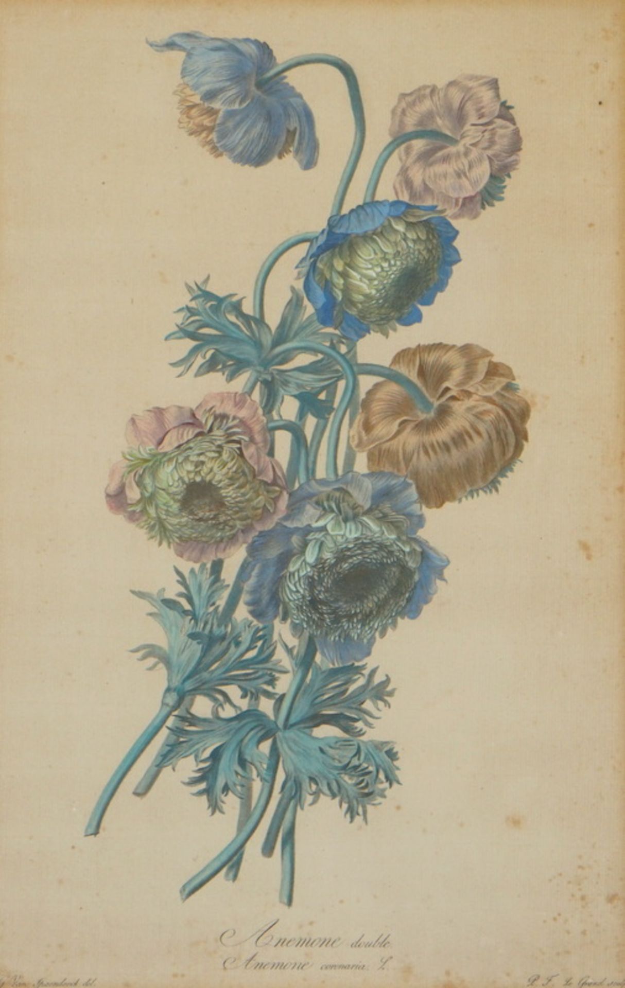 Sammlung antike Graphiken aus der Botanik "Anemone" etc.