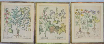 Besler, Basilius 1561–1629: Drei altkolorierte Kupfer: Ranunculus, Aconitum und Syringa